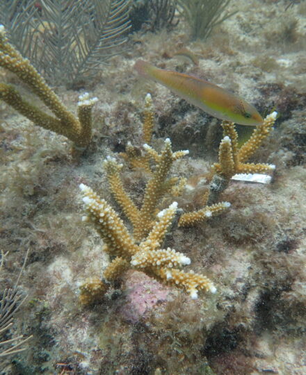 Solutions for Coral Reefs: Restoration