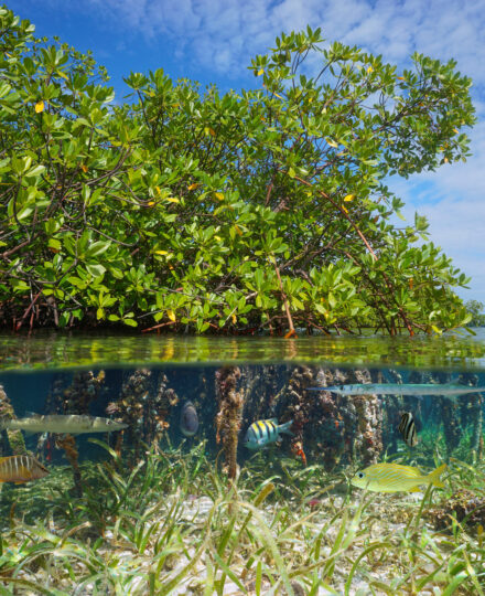 Ecosistemas Marinos De Puerto Rico: El Menglar
