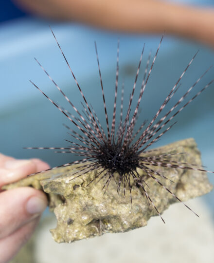 Sea Urchin Breeding at The Florida Aquarium