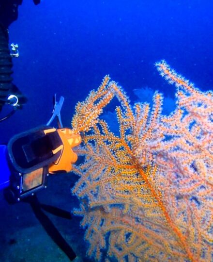 Deepwater Horizon Oil Spill Restoration Mesophotic & Deep Benthic Communities: Lesson Plan Deepwater Horizon Oil Spill Restoration Mesophotic & Deep Benthic Communities: Lesson Plan