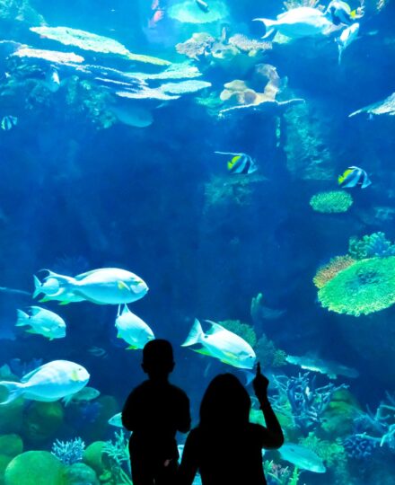 Breeding and Raising Fish for Aquariums: Diving into the mysteries of marine fish aquaculture Breeding and Raising Fish for Aquariums: Diving into the mysteries of marine fish aquaculture