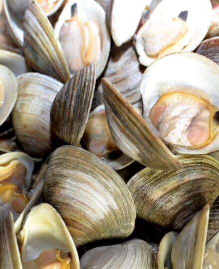 Hard Clams