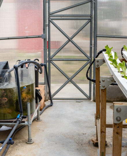 Exploring Aquaponics Lesson Plan (Grades K-2)