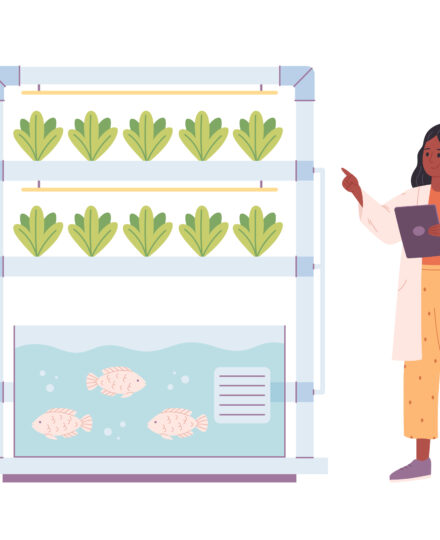 1st & 2nd Grade Lesson Plan – Exploring Aquaponics