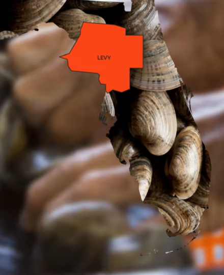 Florida Clams! Reel Florida Clams! Reel
