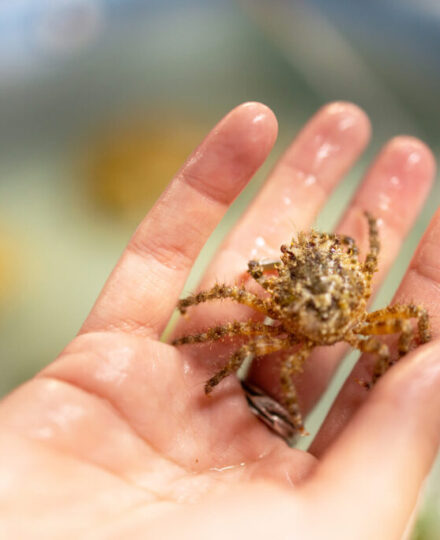 Caribbean Reef Project