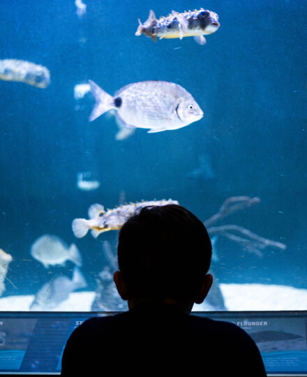 Breeding and Raising Fish for Aquariums: Diving into the mysteries of marine fish aquaculture Breeding and Raising Fish for Aquariums: Diving into the mysteries of marine fish aquaculture