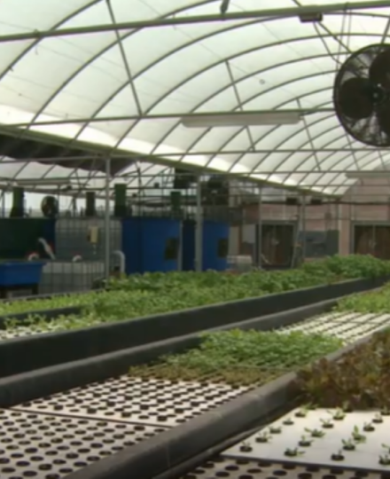 Aquaponics-Farming the Future Aquaponics-Farming the Future
