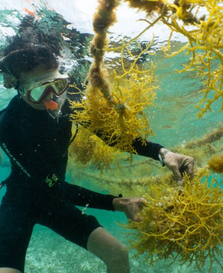 Intro to Tropical Seaweed Aquaculture
