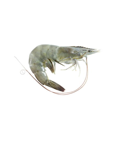 Shrimp 101: Anatomy and stages of growth Shrimp 101: Anatomy and stages of growth