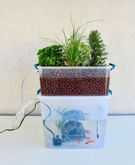 Exploring Aquaponics Lesson Plan (Grades 3-5)