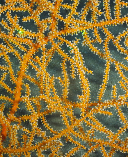 Mesophotic and Deep Benthic Communities Restoration Mesophotic and Deep Benthic Communities Restoration