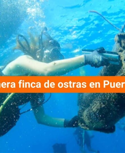 Así es la primera finca de ostras en Puerto Rico Así es la primera finca de ostras en Puerto Rico