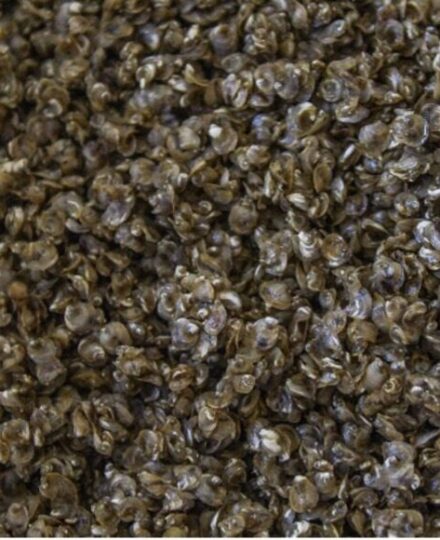 Oyster farming lingo: What does it mean?