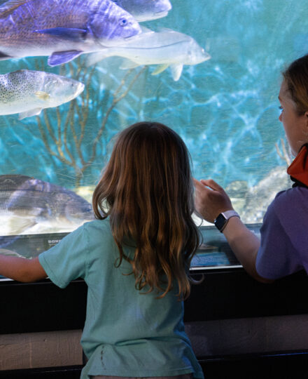 UGA Marine Education Center and Aquarium UGA Marine Education Center and Aquarium