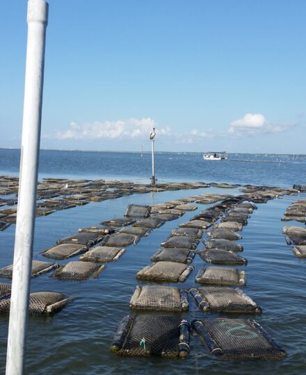 The State Marine Aquaculture Policy Dashboard The State Marine Aquaculture Policy Dashboard