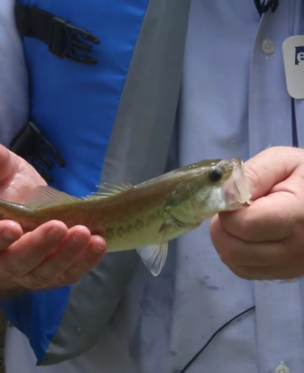 Rusty Wright: Video 2- Pond Fishes: Bass and Bream