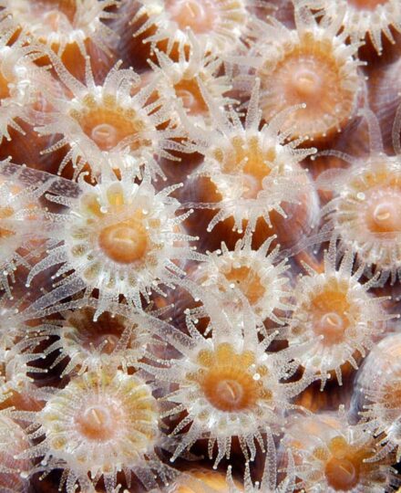 Coral Tutorial Coral Tutorial