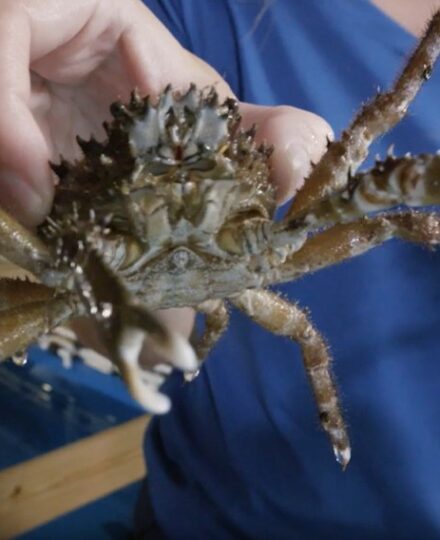 Call in the Crabs! Coral Restoration Video Call in the Crabs! Coral Restoration Video