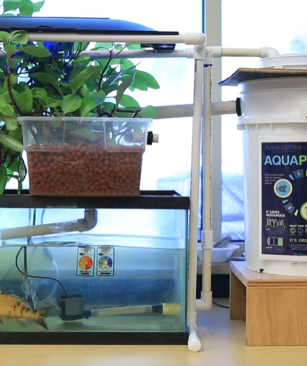 Tabletop Aquaponics Overview