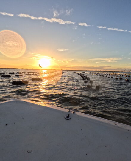From Baby Oysters to Your Plate | How Oyster Farming Works