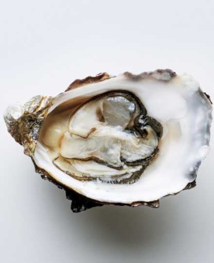 The Humble Oyster The Humble Oyster