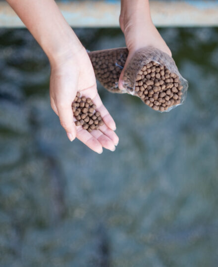 F3 Overview – Forage Fish and Aquaculture Feed F3 Overview – Forage Fish and Aquaculture Feed
