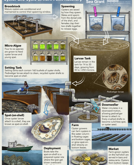 Oyster Life Cycle at Horn Point Hatchery Oyster Life Cycle at Horn Point Hatchery