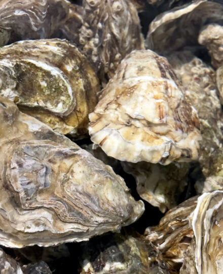 Party for the Planet: Oysters