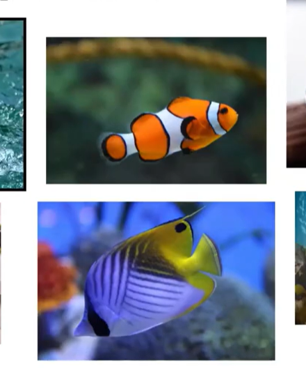 Aquaculture in the Caribbean | AIE Webinar Aquaculture in the Caribbean | AIE Webinar