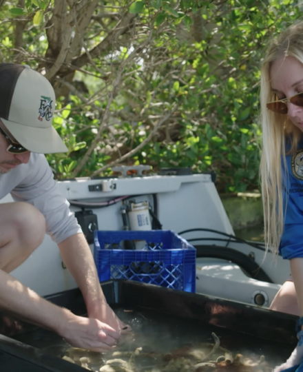 Sponge Restoration in the Florida Keys Sponge Restoration in the Florida Keys